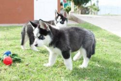 Siberian Husky For Sale 